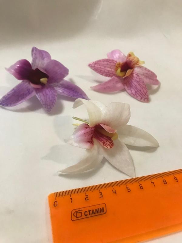 Орхидея XL №3 остролистная 8см пр. Тайланд