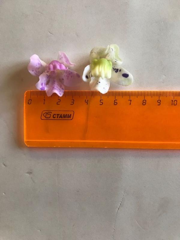 Онцидиум 3см (12шт/уп) пр. Тайланд