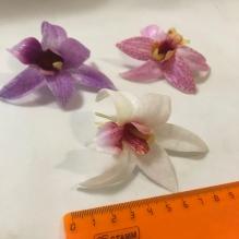 Орхидея XL №3 остролистная 8см пр. Тайланд